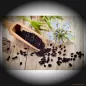 Preview: Schwarzkümmel ganz – kleine, tiefschwarze Nigella-Samen mit würzig-nussigem, erdigen Aroma und intensiver Würze