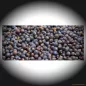Preview: Wacholderbeeren ganz – dunkelviolette, getrocknete Wacholderbeeren mit intensiv harzigem Waldaroma
