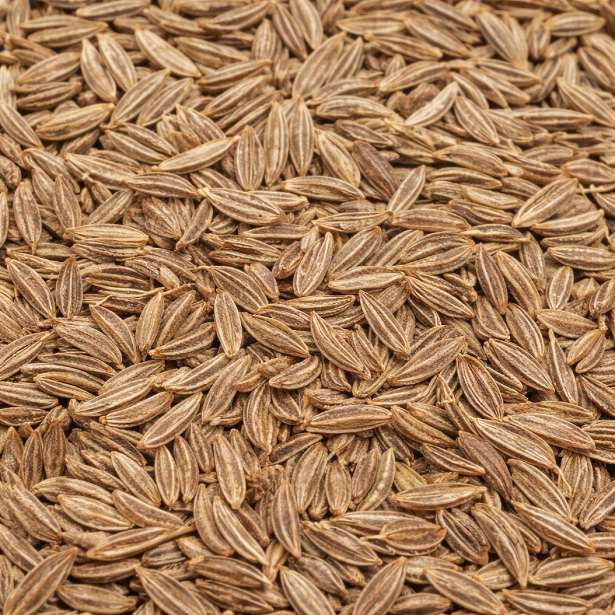Kümmel Pulver – gemahlenes Gewürz Premium Qualität