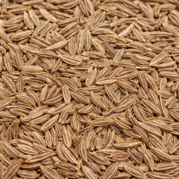 Kümmel Pulver – gemahlenes Gewürz Premium Qualität