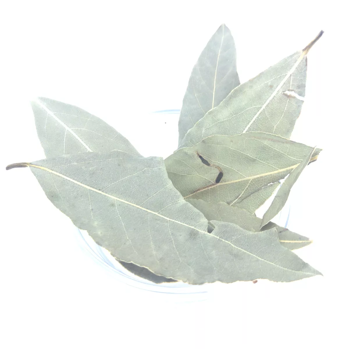 Preview: Getrocknete Lorbeerblätter – aromatisches Kräutergewürz