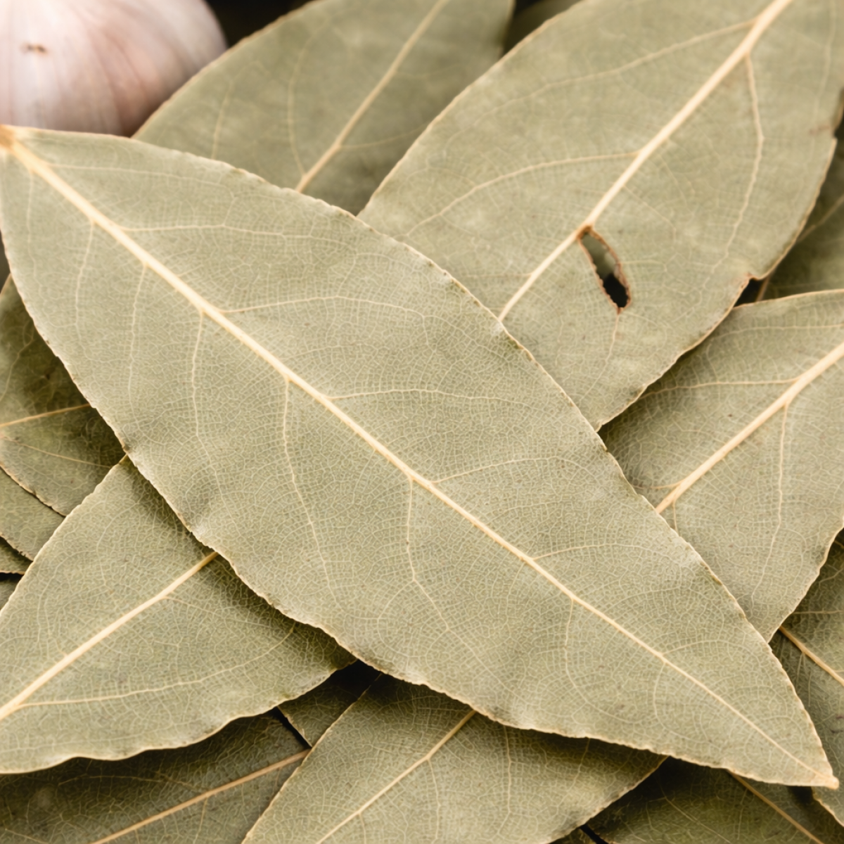 Preview: Lorbeerblätter ganz 10 g – Charaf Gewürze Berlin