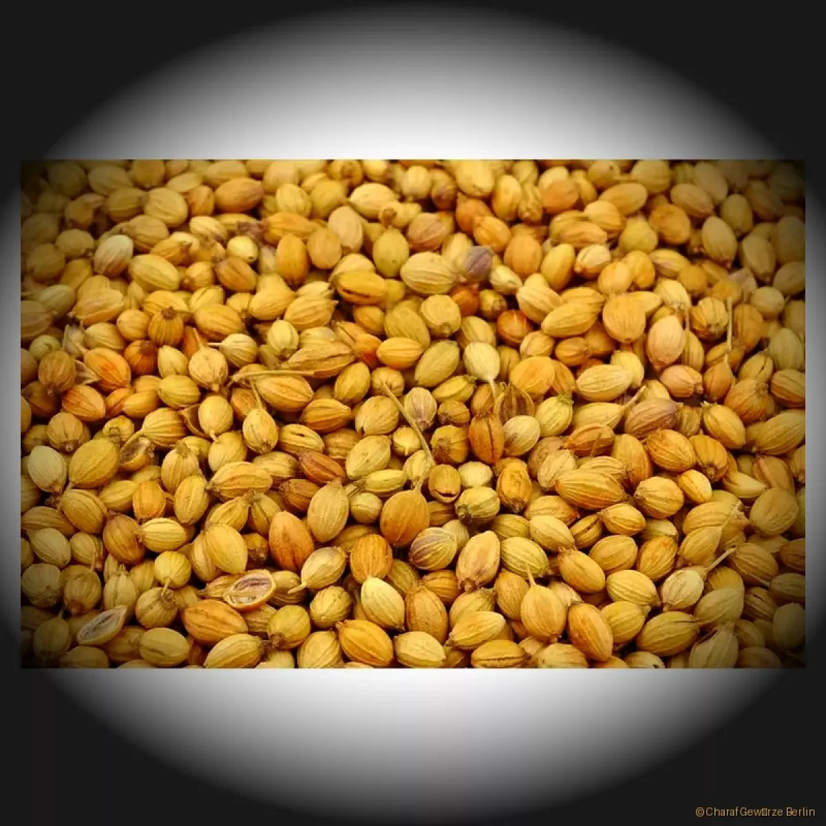 Koriander Samen oder gemahlen 50 g – Charaf Gewürze Berlin