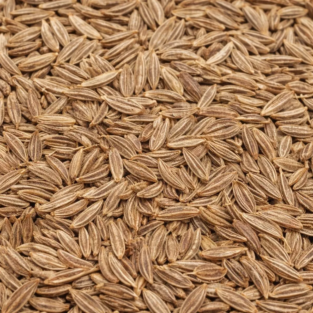 Kümmel Pulver – gemahlenes Gewürz Premium Qualität
