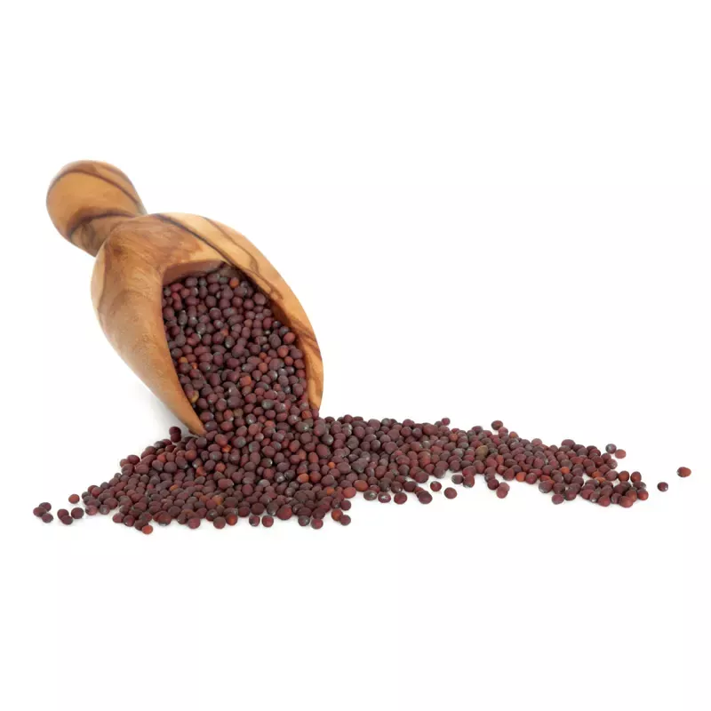 Senf,Senfkörner hell,Senfkörner dunkel