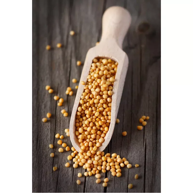 Senf,Senfkörner hell,Senfkörner dunkel